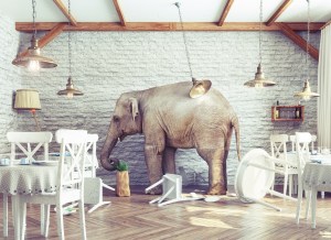 Elephant in the Room