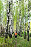 Cyclists in Birch Forest